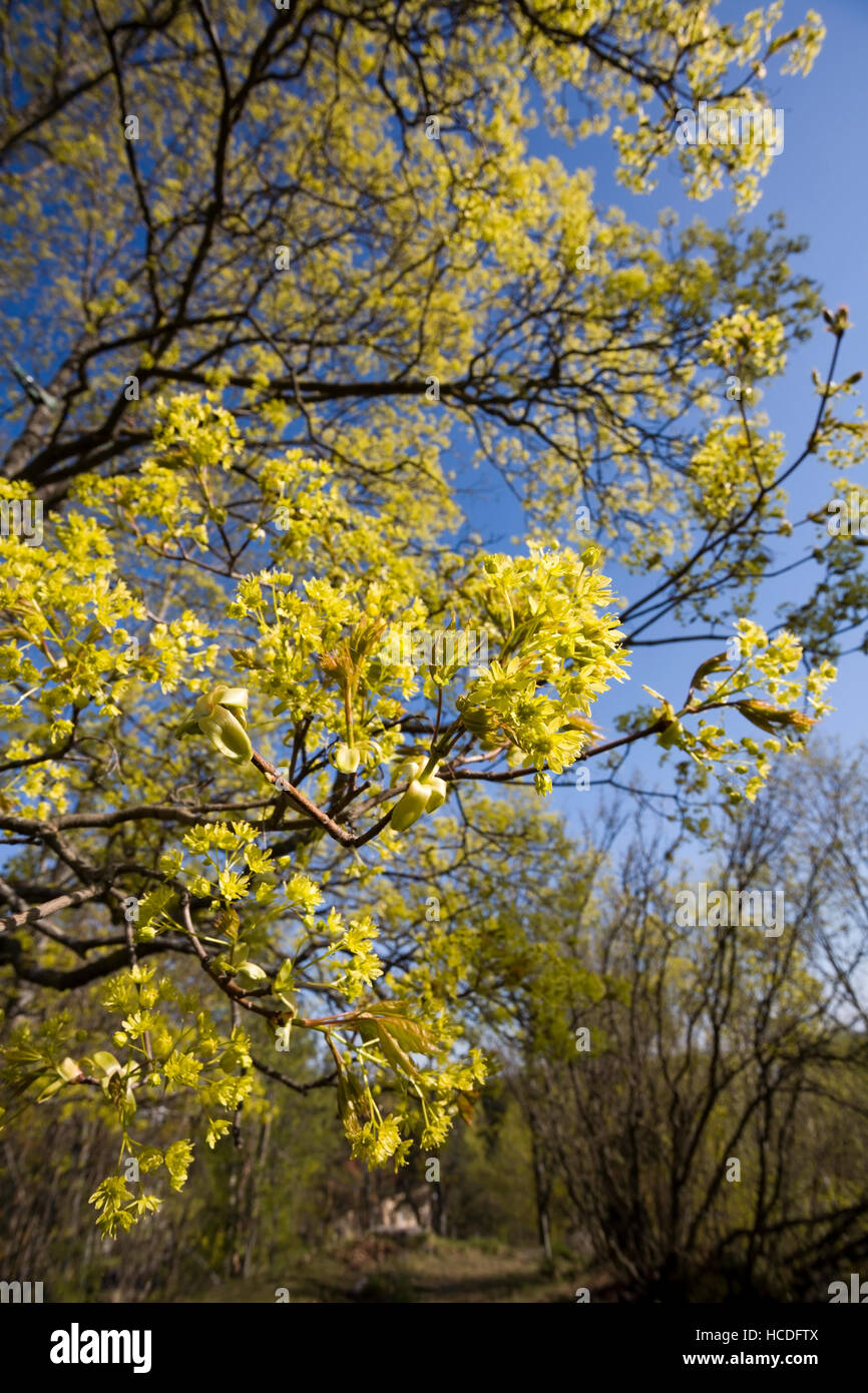 Acer platanoides érable de Norvège, la floraison, la Finlande l'Europe Banque D'Images