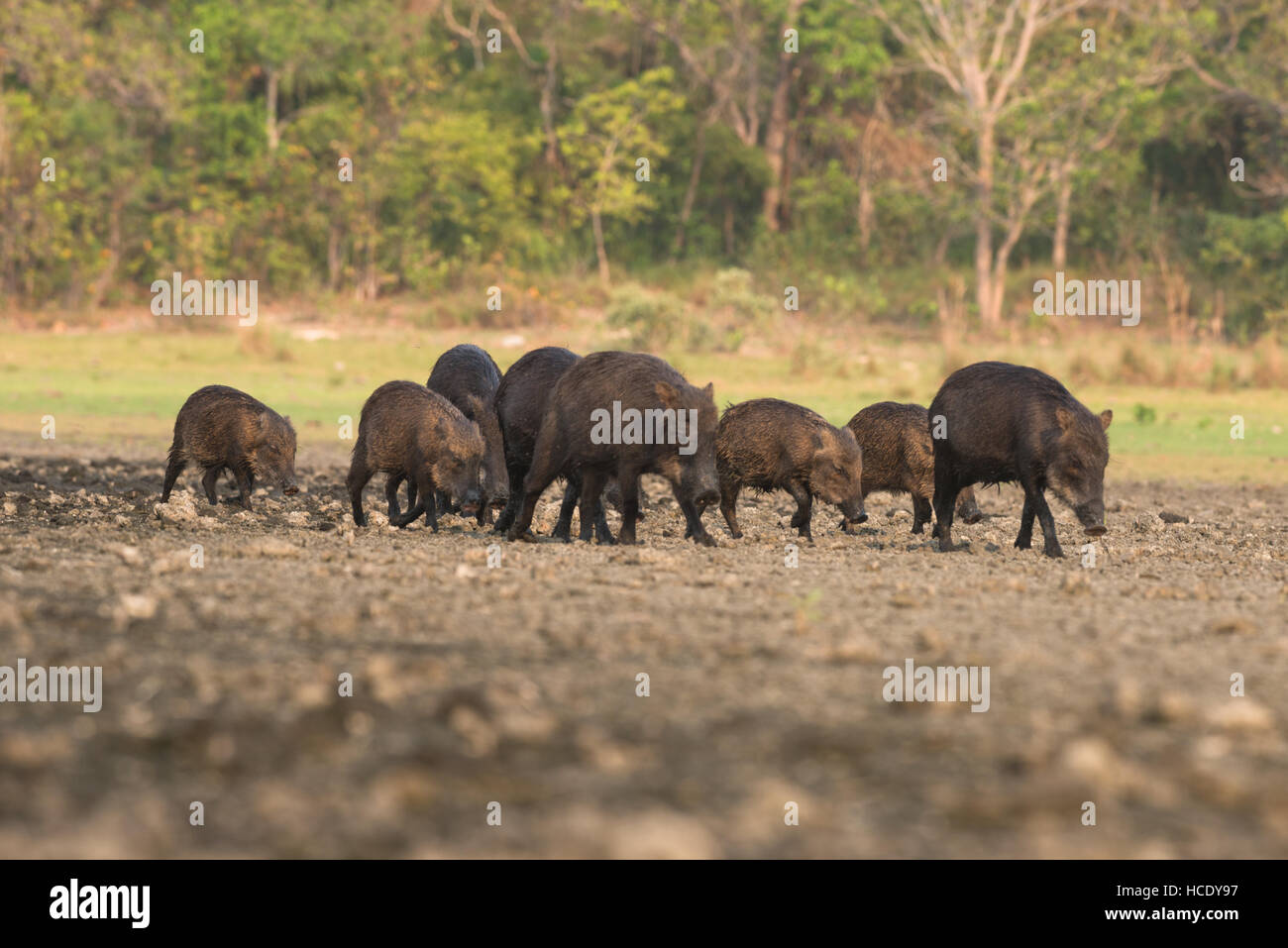 Un groupe familial de pécaris à lèvres blanches sur la nourriture séchée récemment jusqu'bord d'un lac salin dans le sud du Pantanal Banque D'Images