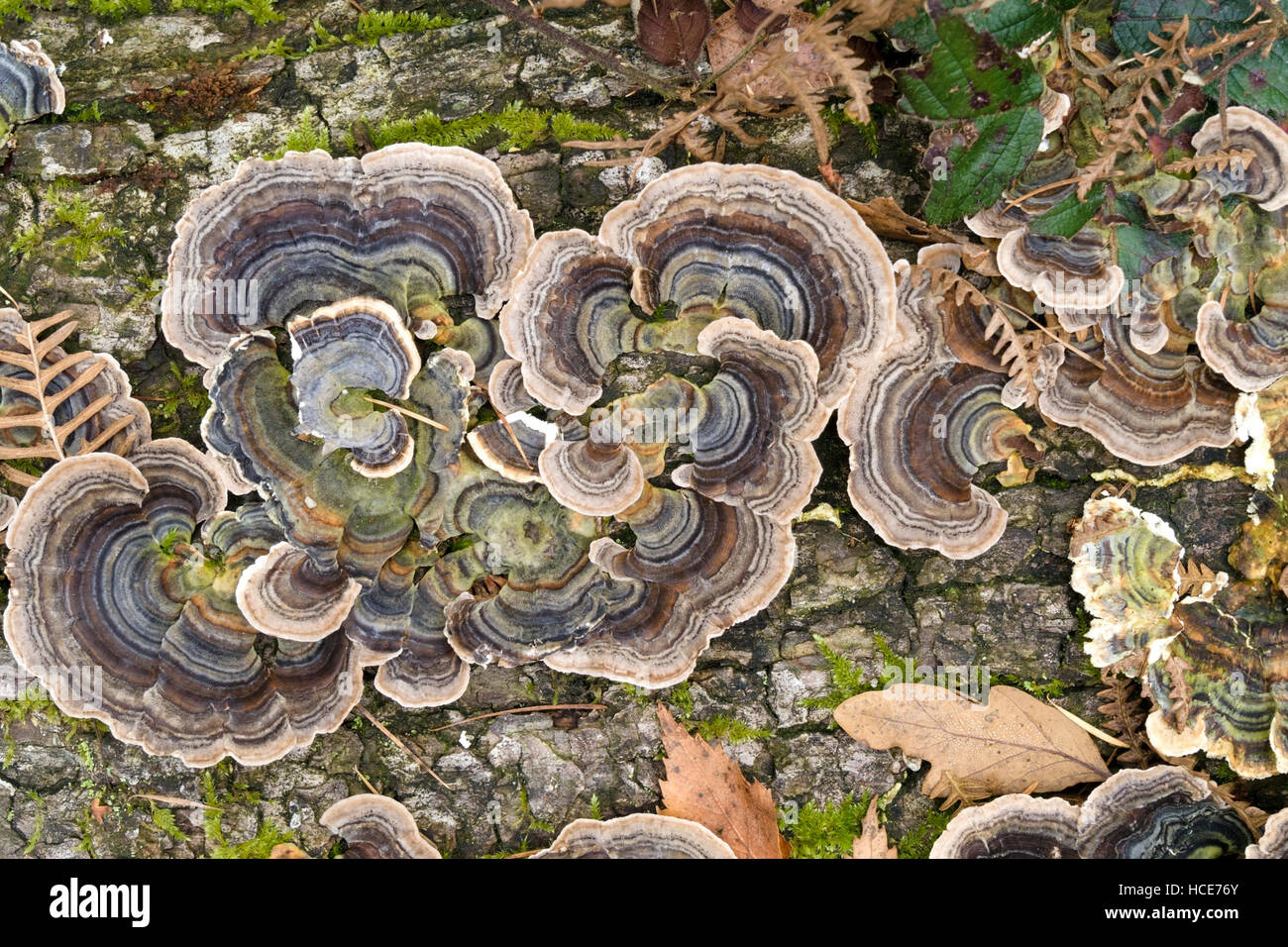 Coriolus versicolor champignon poussant sur le tronc des arbres morts tombés, Cumbria, England, UK. Banque D'Images