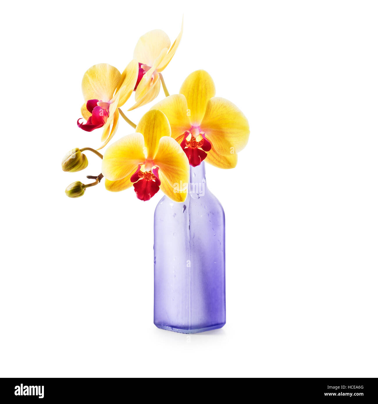 Orchidée jaune fleurs dans vase bouteille isolé sur fond blanc. Objet unique avec chemin de détourage. L'élément de conception Banque D'Images