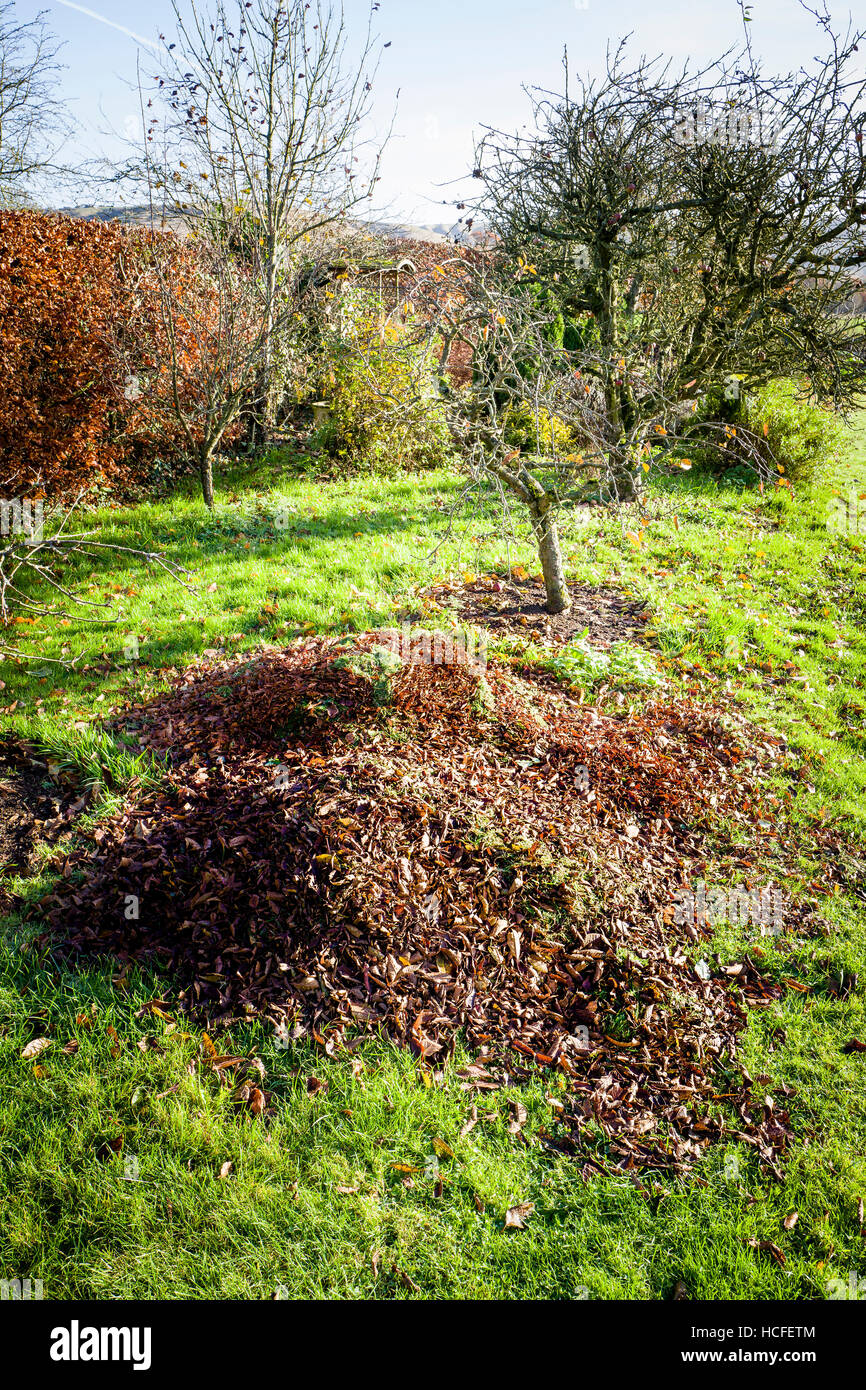 L'automne les feuilles recueillies prêt à être utilisé comme paillis autour de pommiers dans un petit verger Banque D'Images