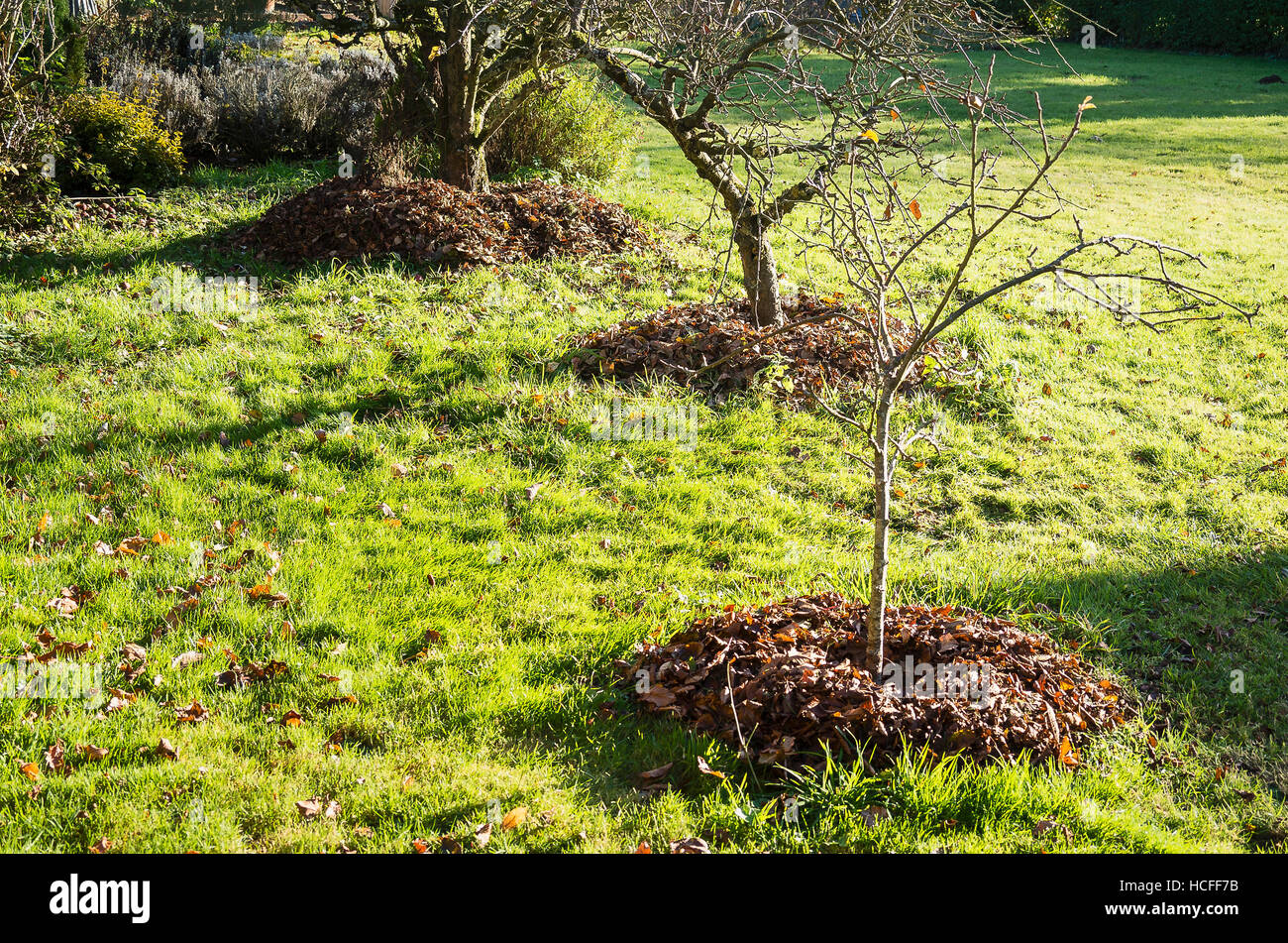 L'automne les feuilles recueillies utilisé comme paillis autour de pommiers dans un petit verger Banque D'Images