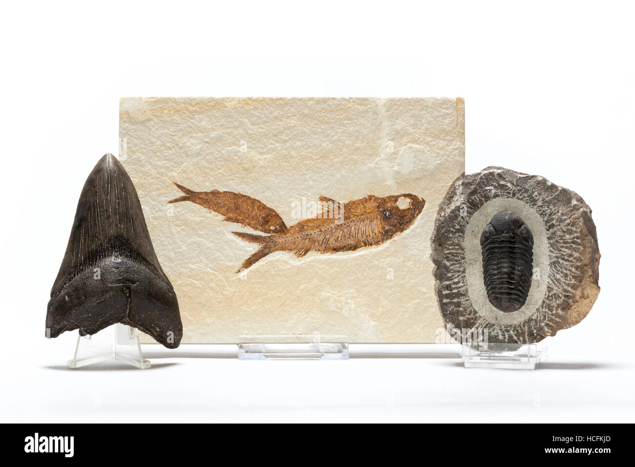Fossiles de poissons, les trilobites et dent megaladon appartenant à une collection de fossiles Banque D'Images