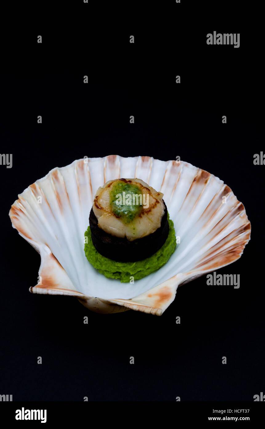 Pétoncles poêlés dans le shell servi avec du boudin noir et purée de pois écrasés Banque D'Images