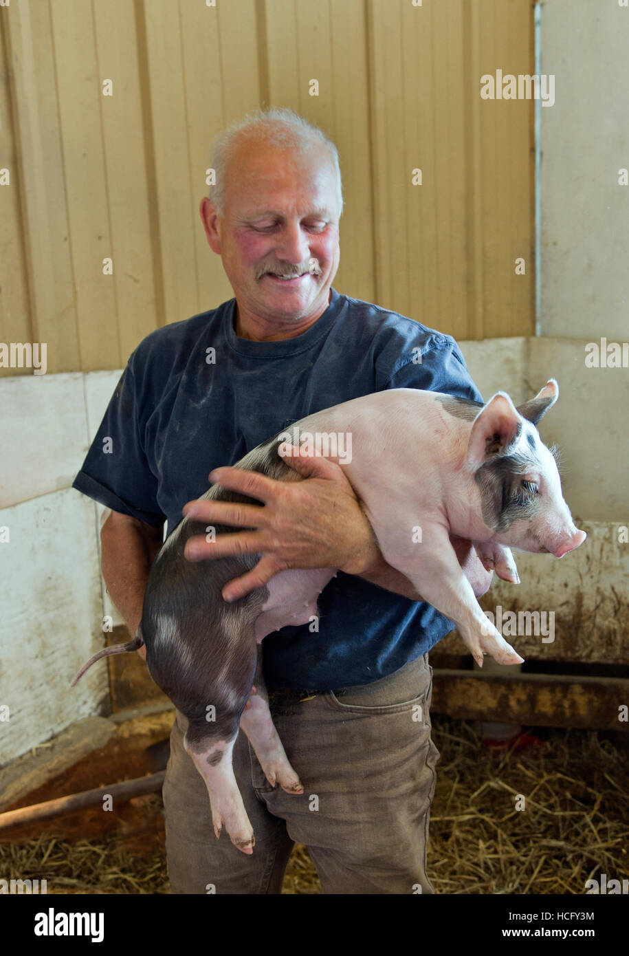 Fier agriculteur affichage Yorkshire Berkshire porc sevré. Banque D'Images