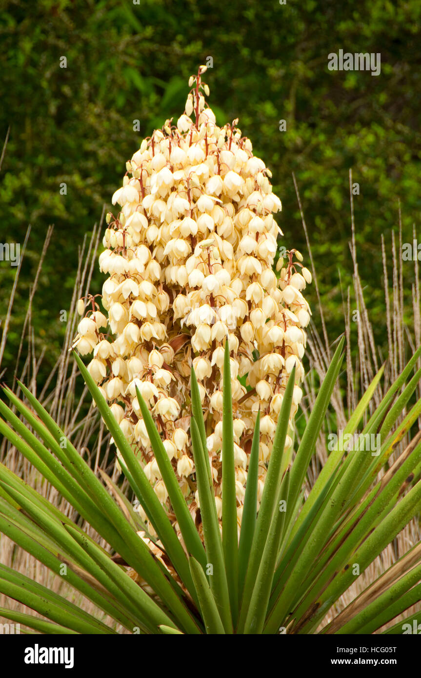 Le Yucca, Ladybird Johnson Wildflower Center, Austin, Texas Banque D'Images