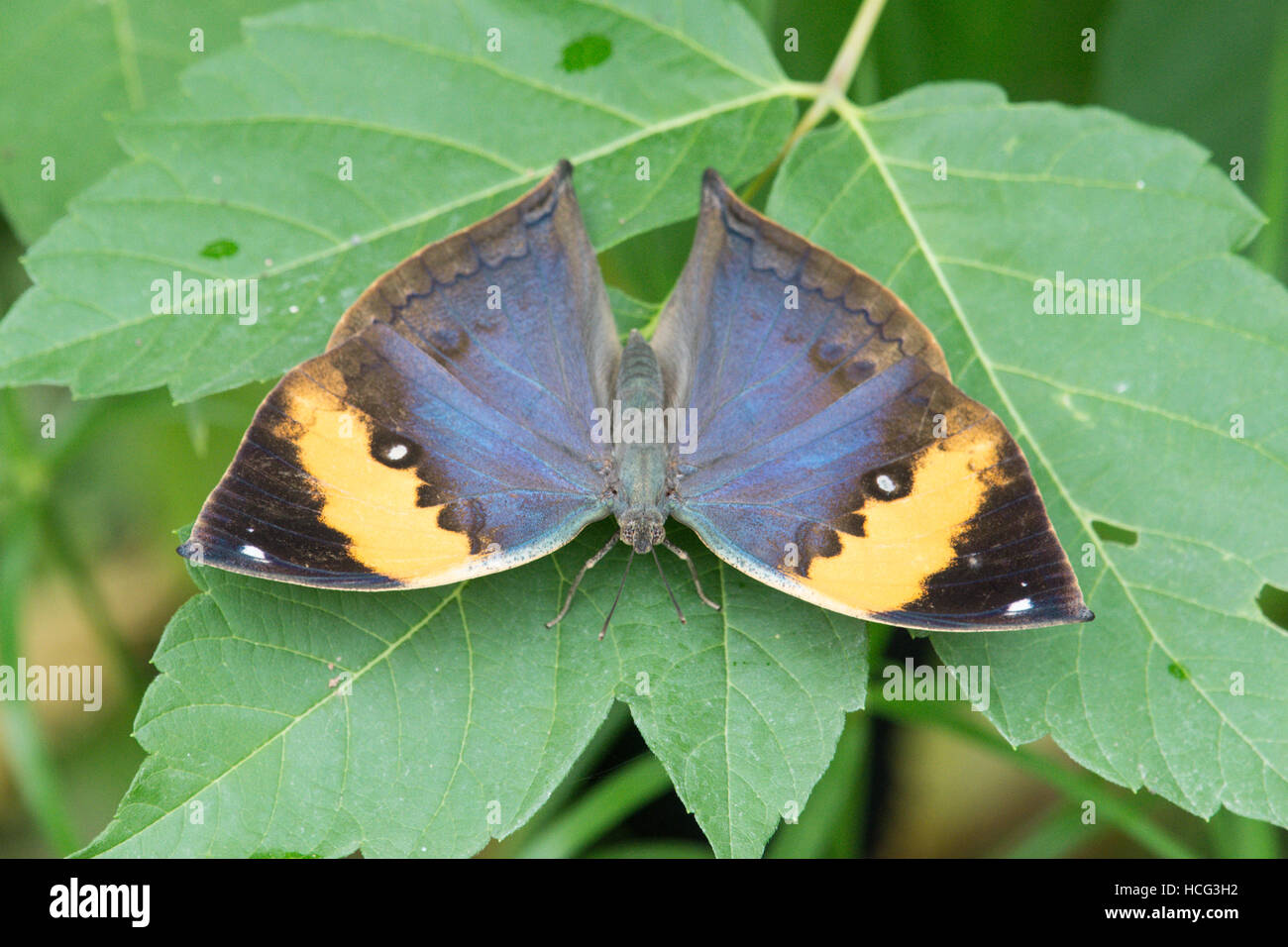Kallima inachus, l'Orange Oakleaf, feuille morte papillon. À partir de l'Asie, l'Inde au Japon. Banque D'Images