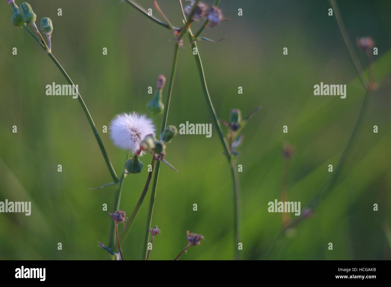 Le pissenlit sur un arrière-plan flou vert Banque D'Images