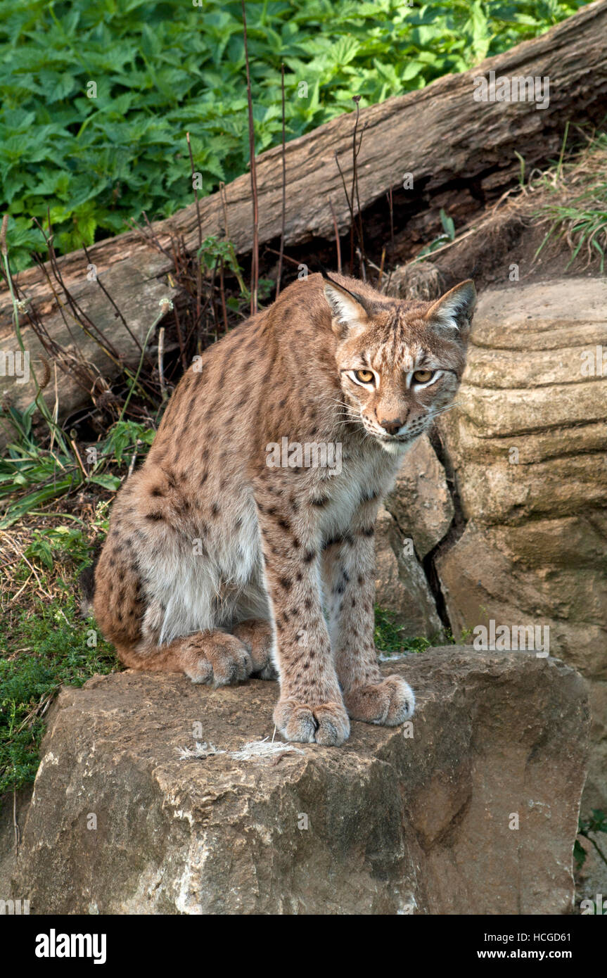 Felis lynx, Lynx, Captive Banque D'Images