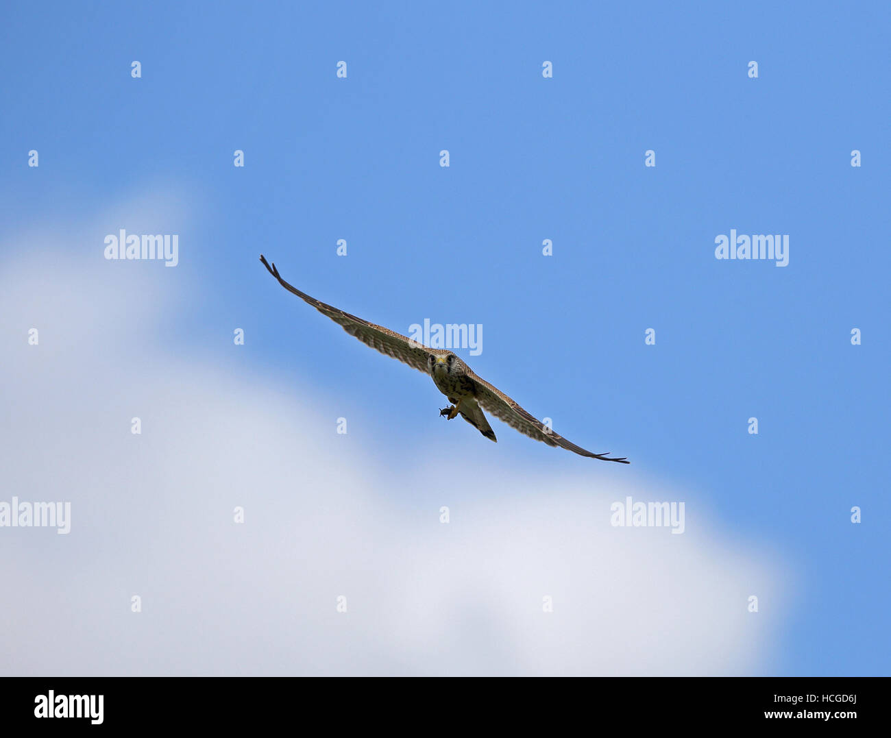 Kestrel, Falco tinnunculus, volant sous le ciel bleu Banque D'Images