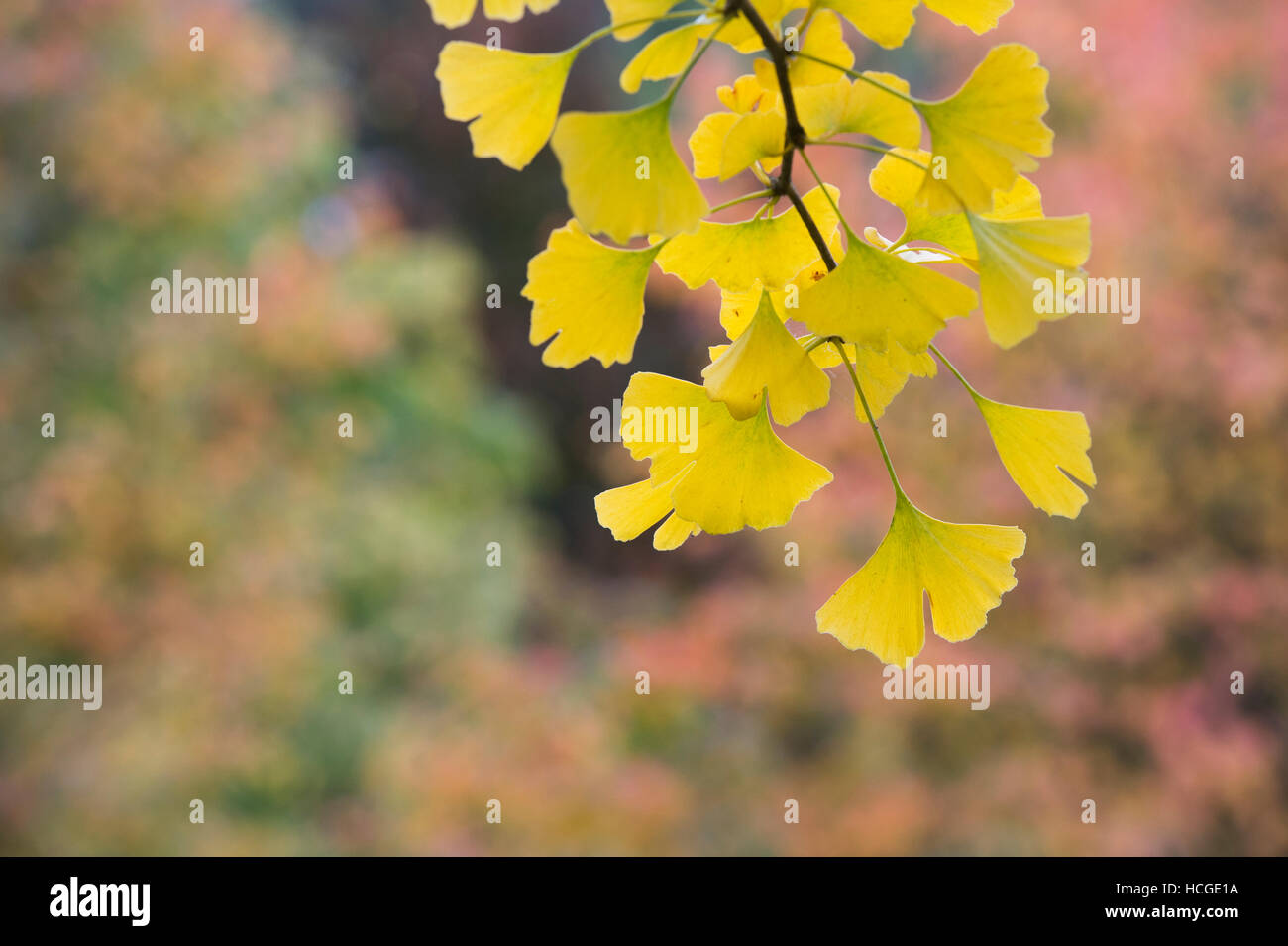 Ginkgo biloba 'Tremonia'. Arbre généalogique Maindenhair en automne Banque D'Images