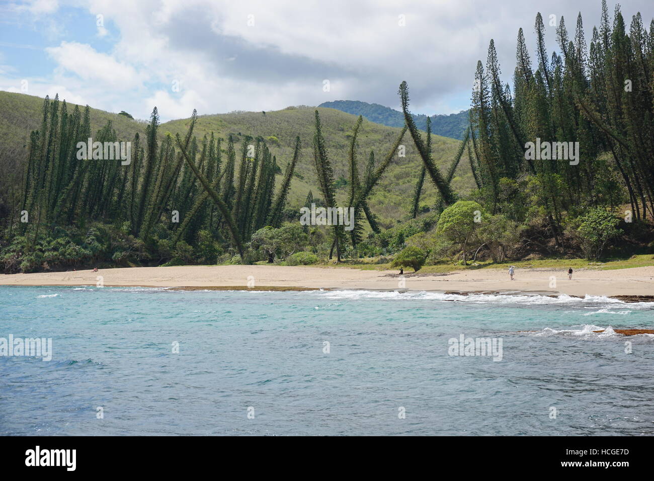 Paysage côtier, Turtle Bay Beach avec ses pins, Araucaria luxurians, Bourail, la Grande Terre, la Nouvelle Calédonie, du Pacifique sud Banque D'Images