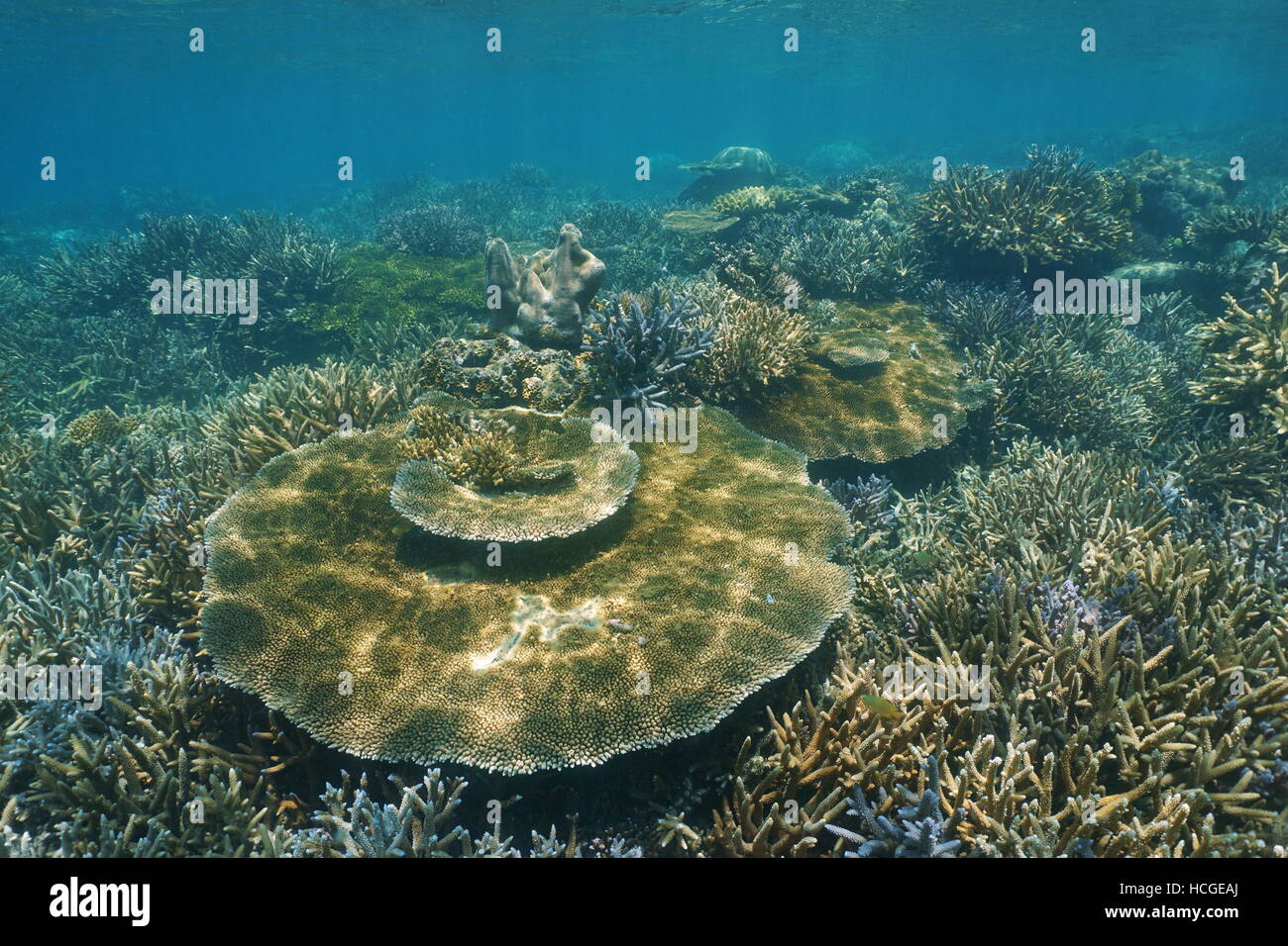 Les récifs coralliens vierges sous l'eau avec staghorn et coraux table, Nouvelle Calédonie, océan Pacifique sud Banque D'Images