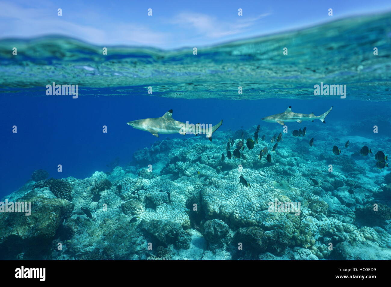 Les requins requin Sous-marin avec des chirurgiens sur barrière de corail et le ciel divisé par flottaison, océan Pacifique, Polynésie Française Banque D'Images