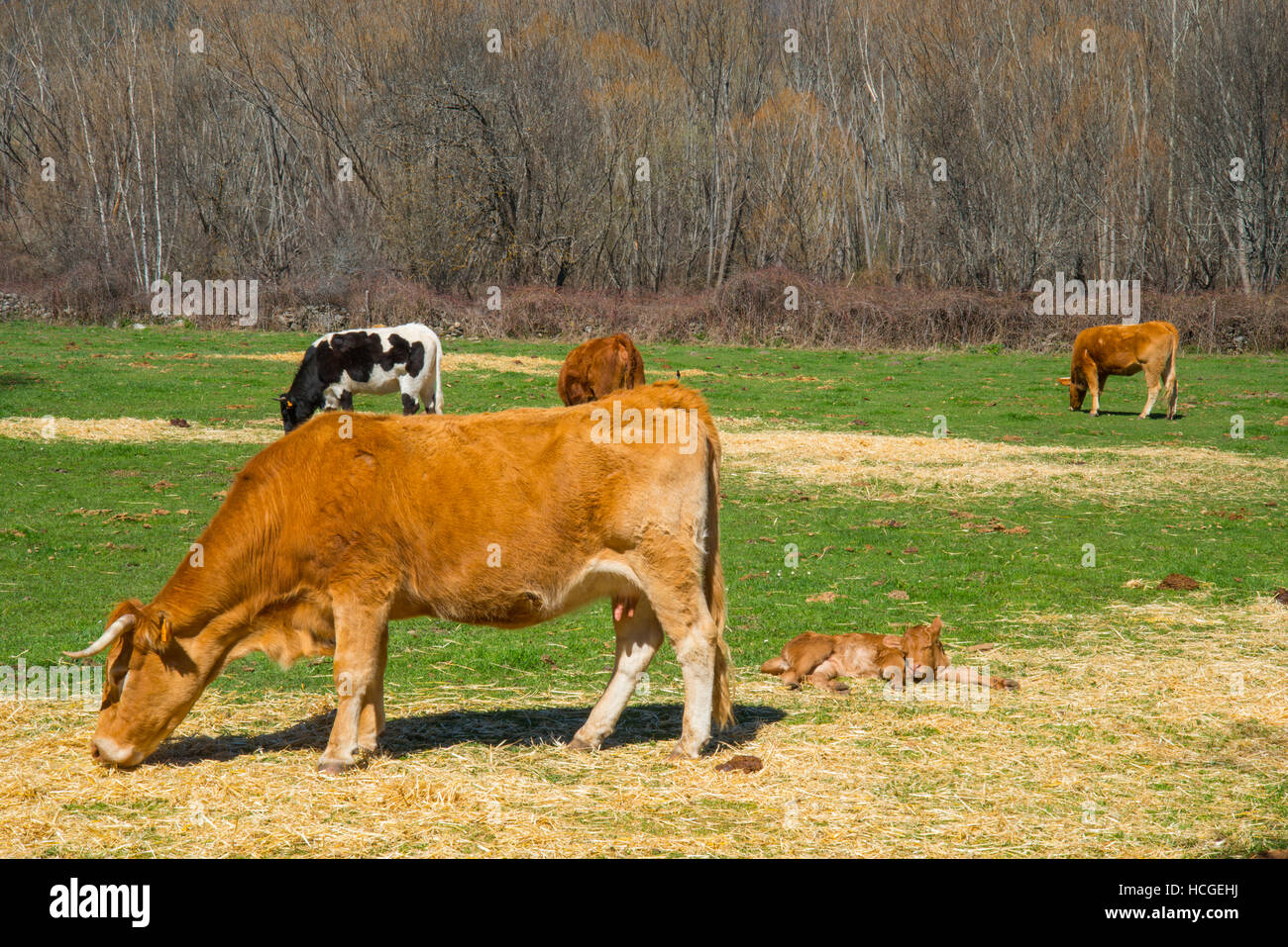 Le pâturage des vaches avec son veau. Manzanares el Real, Madrid, Espagne province. Banque D'Images