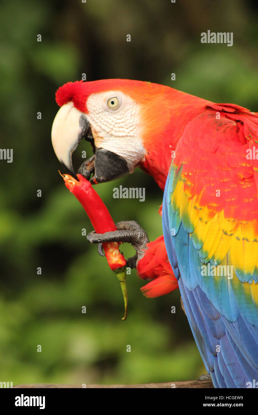 Macaw parrot l'amoncellement des épis de maïs Banque D'Images