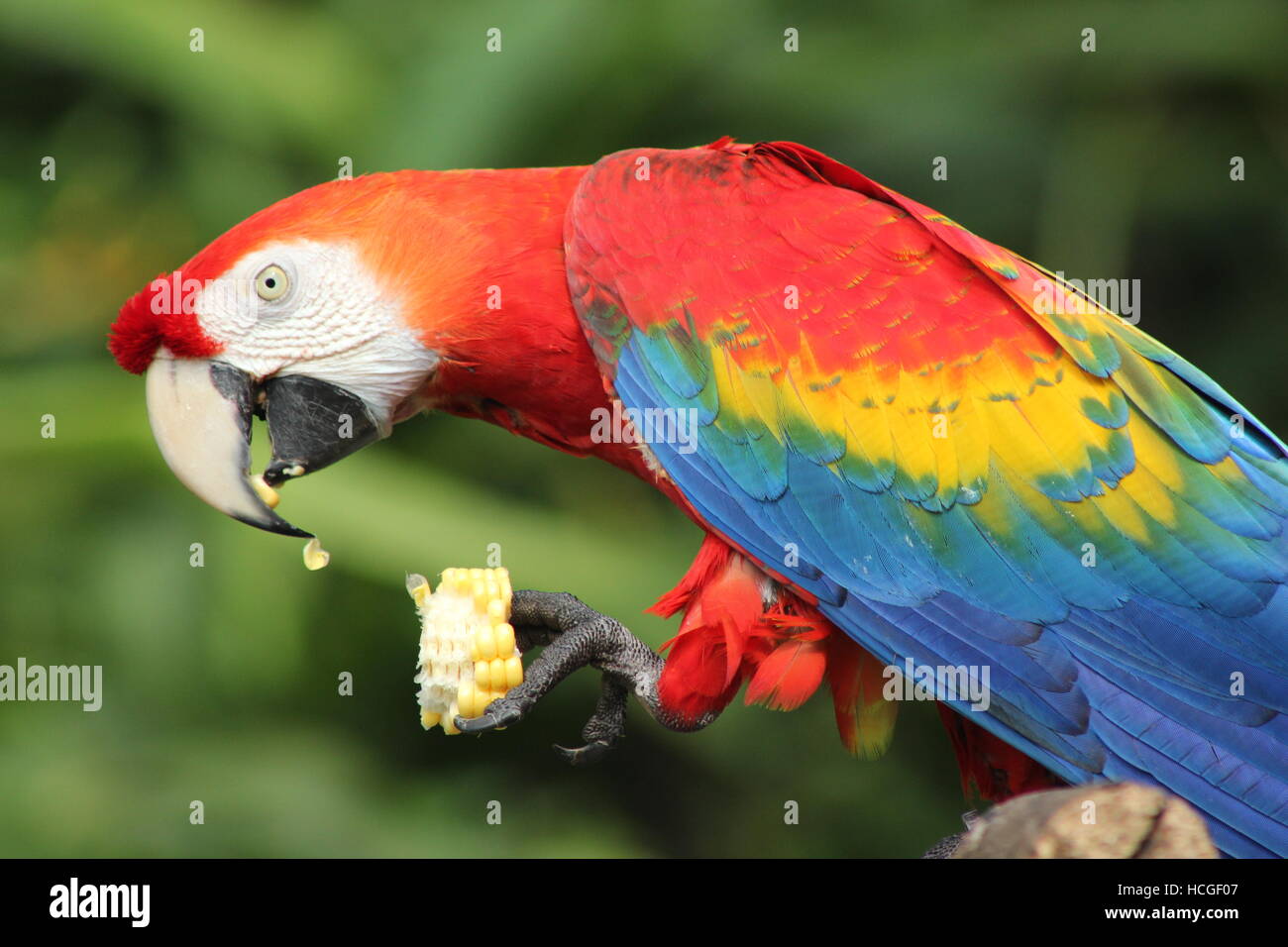 Macaw parrot l'amoncellement des épis de maïs Banque D'Images