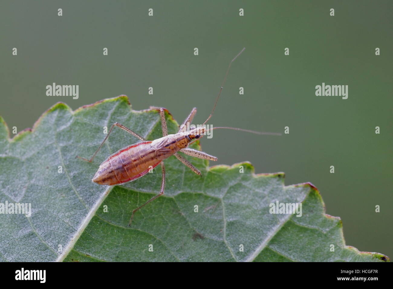 Marsh, Nabis limbatus Bug de demoiselle Banque D'Images