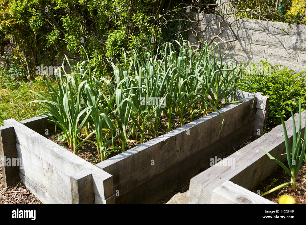 De plus en plus l'ail dans un lit dans un jardin au Pays de Galles, Royaume-Uni Banque D'Images