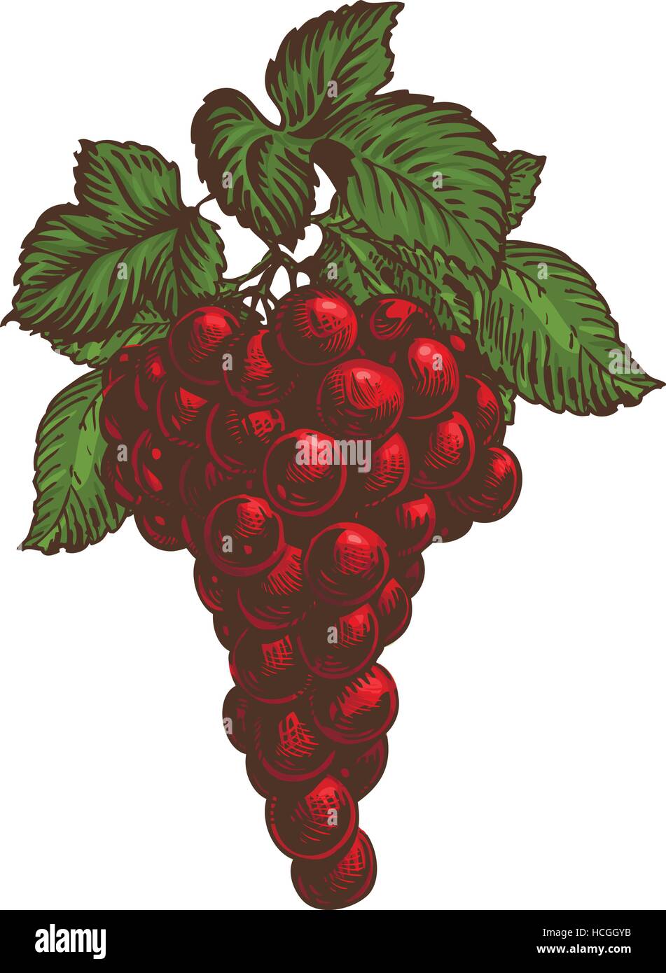 Bouquet de raisin rouge isolé sur fond blanc. Vector illustration Illustration de Vecteur