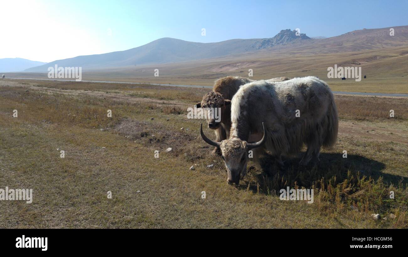 Les yacks paissant dans les plaines de Mongolie à l'état sauvage Banque D'Images