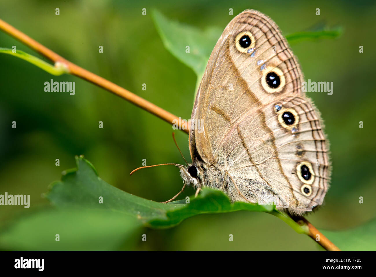 Papillon Satyre bois vue latérale montrant le dessous de l'extension assis sur une feuille verte Banque D'Images