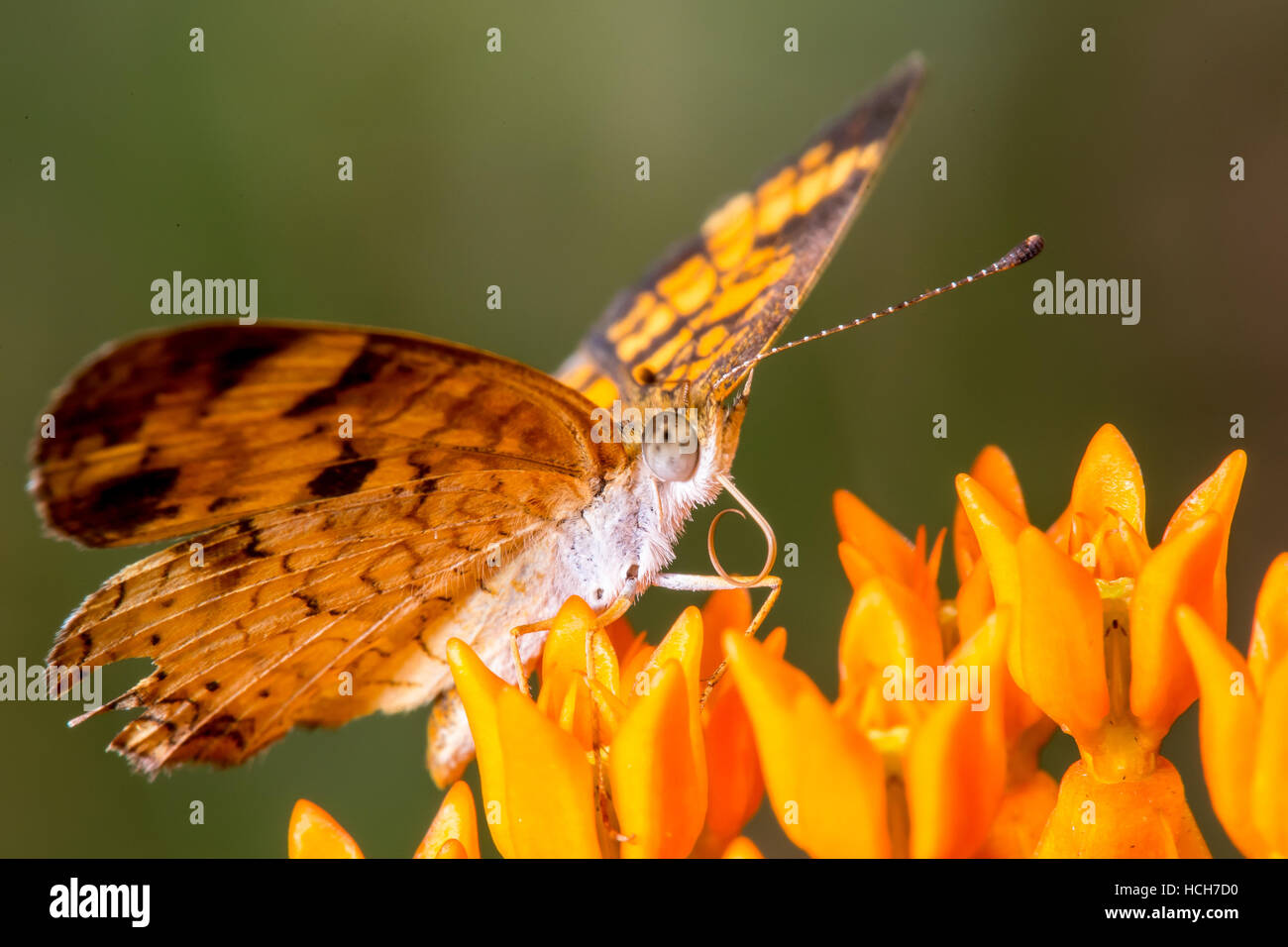 Pearl Crescent un papillon papillon sur fleur de mauvaises herbes avec télévision et ailes langue gondolé Banque D'Images
