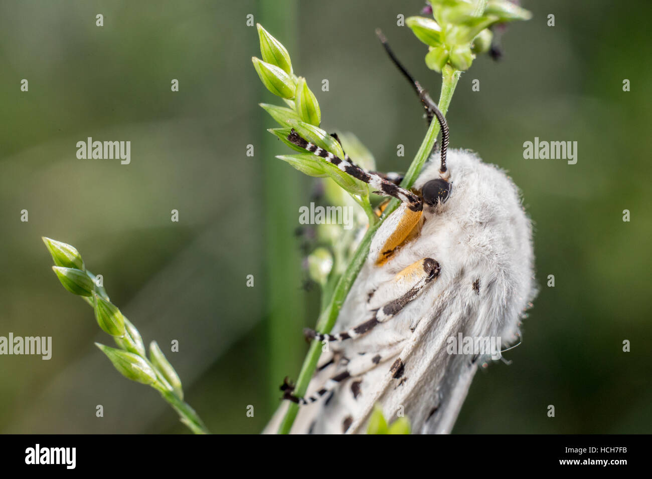 Close up of a Tiger Moth Virginie blanc avec des ailes et des taches noires sur la tige verte Banque D'Images