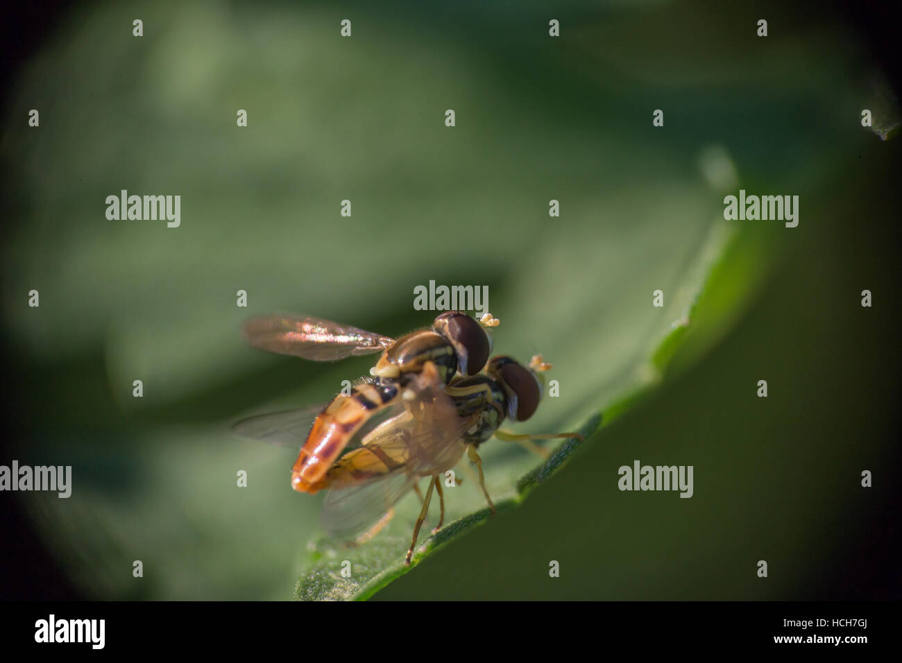 Deux hoverflies l'accouplement sur le bord d'une feuille verte Banque D'Images