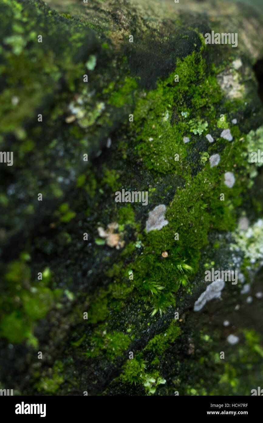 Fin de poutre de bois météo avec mousse et lichen Banque D'Images