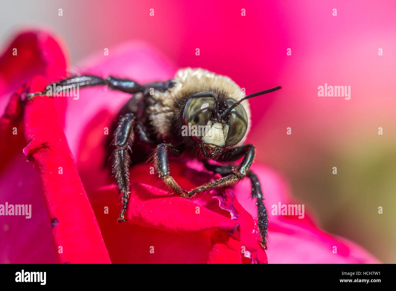 Homme abeille charpentière sur des pétales de rose avec une jambe tendus Banque D'Images