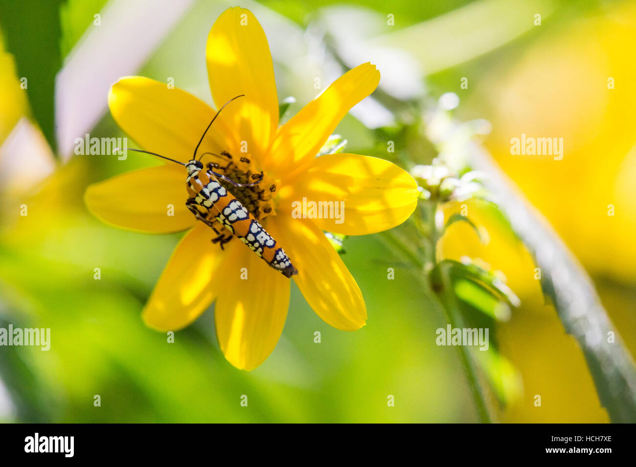 Orange, noir, et whie Ailanthus tisseuse papillon sur une fleur jaune biden Banque D'Images