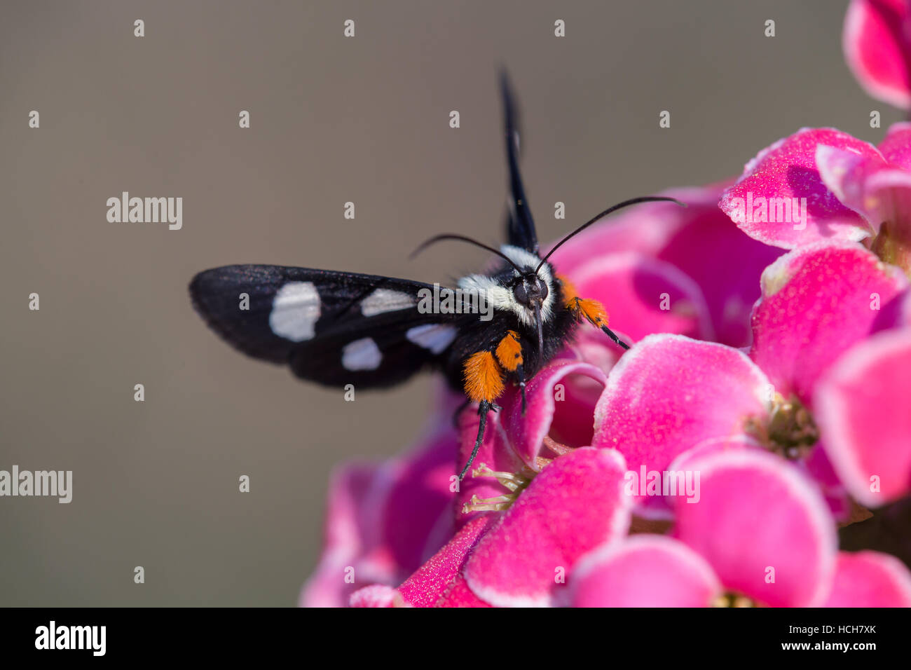 Forrester a repéré huit papillon avec des taches blanches et les pattes orange sur une fleur rose kalenchoe Banque D'Images