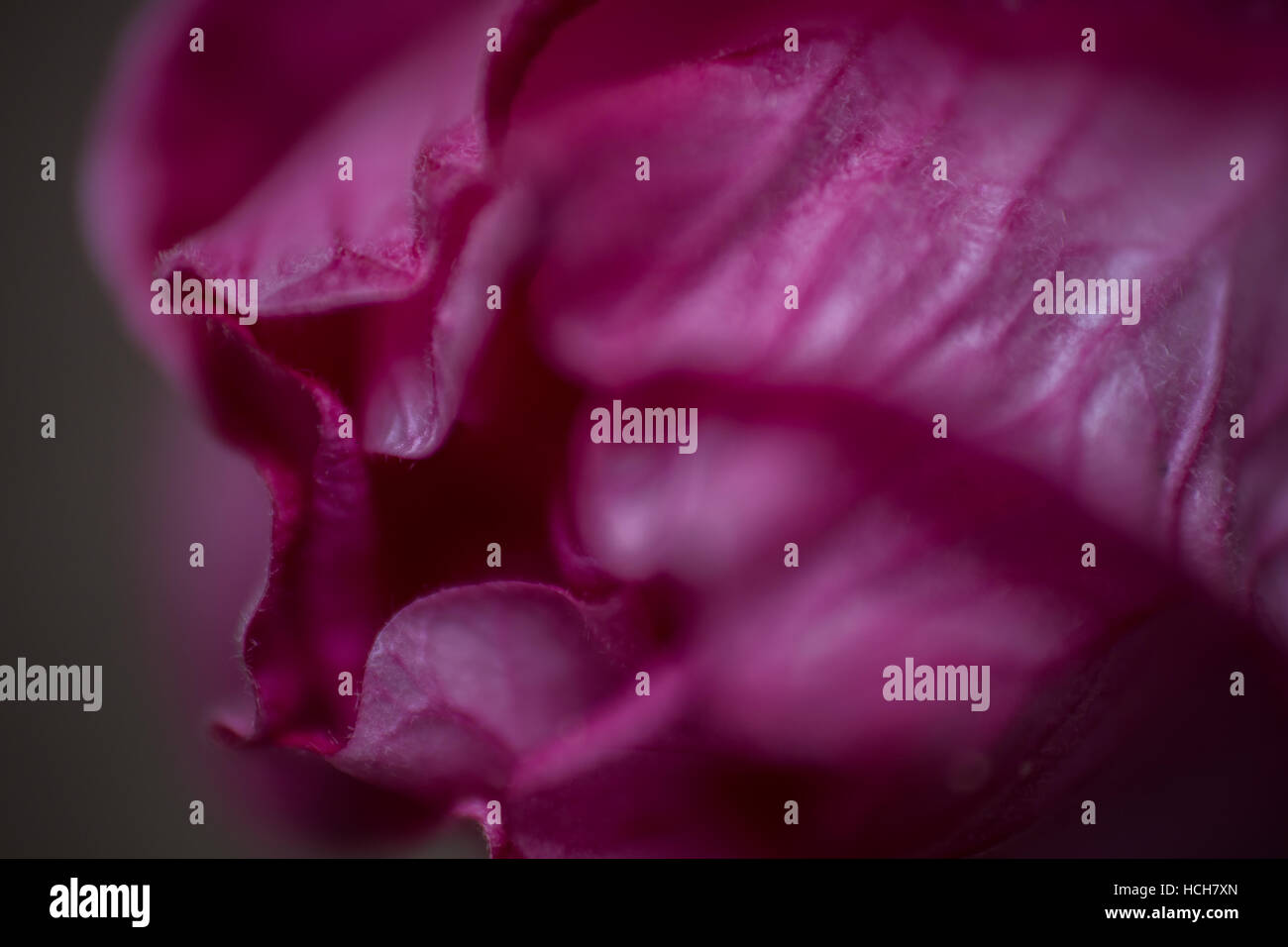 Close up de la pointe d'une fleur d'hibiscus fermé montrant des veines dans les pétales Banque D'Images