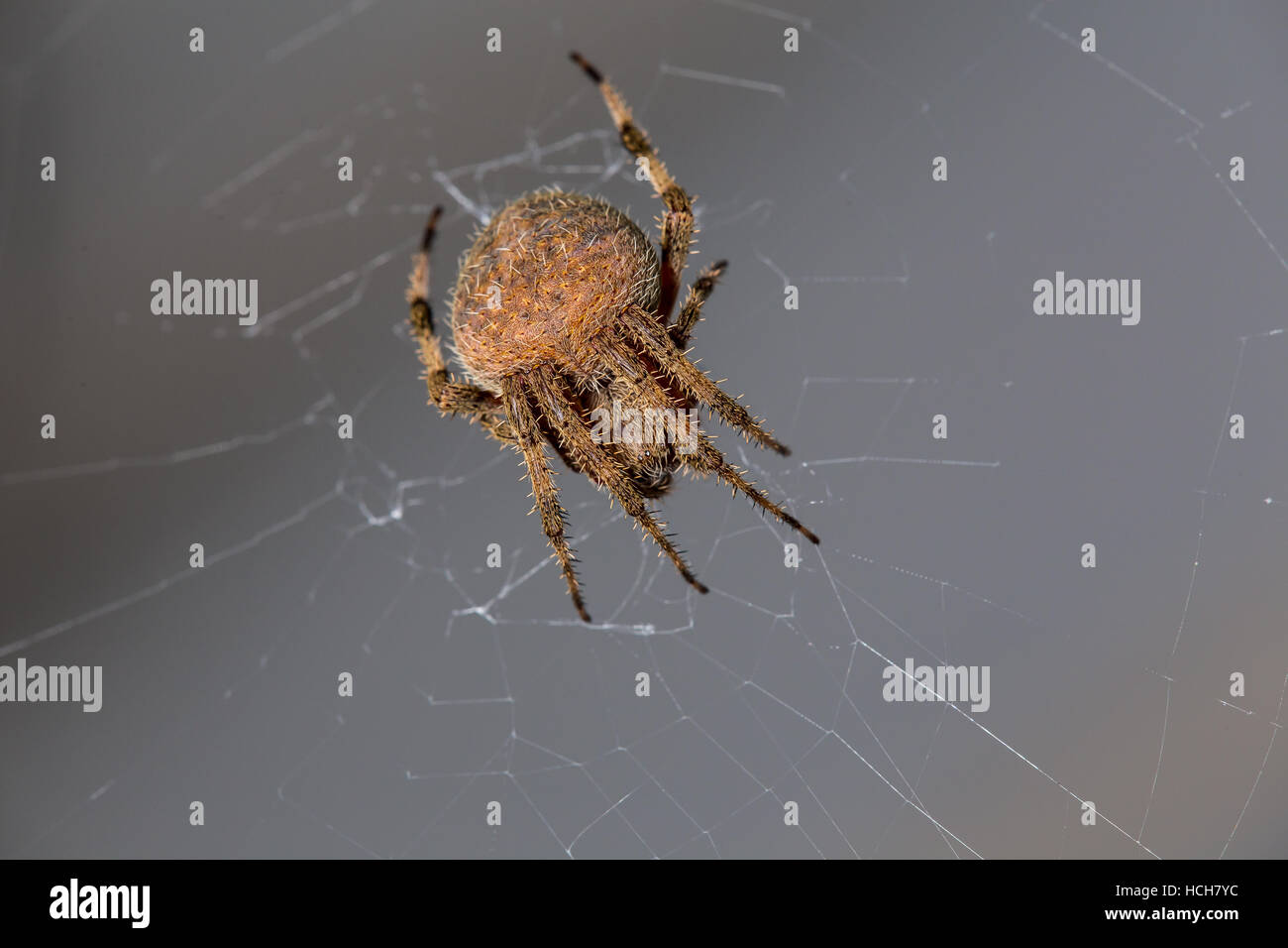 Gros plan d'une araignée dans une posture défensive enroulée dans son site web Banque D'Images