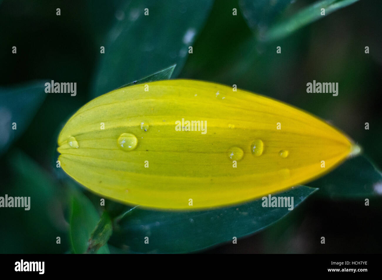 Pétale de fleur jaune avec des gouttes d'eau sur l'herbe verte Banque D'Images