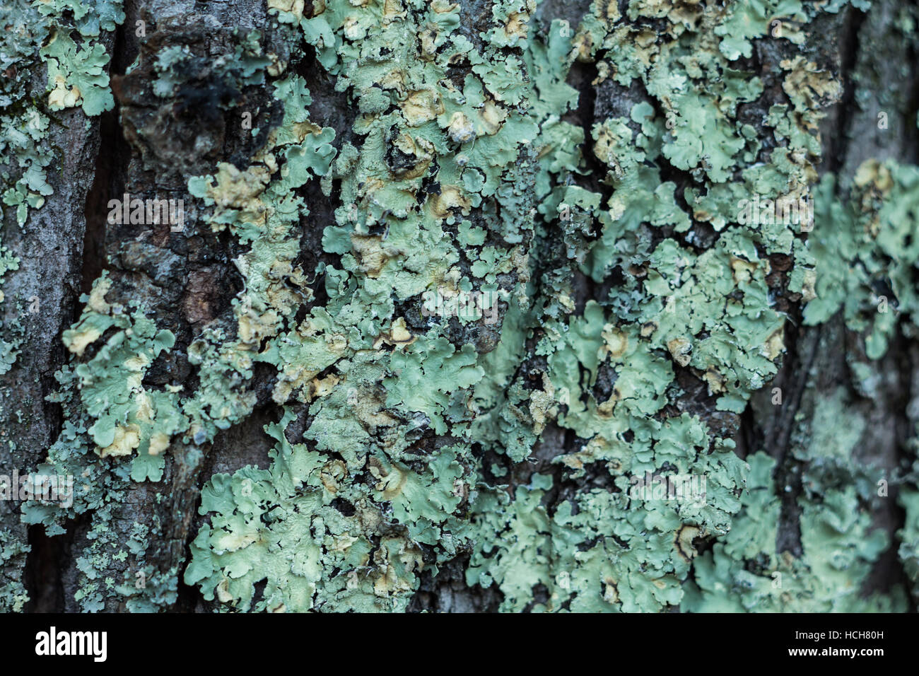 Lichen sur le tronc d'un arbre Banque D'Images