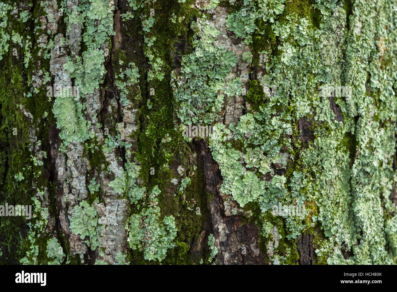 Lichen sur le tronc d'un arbre Banque D'Images