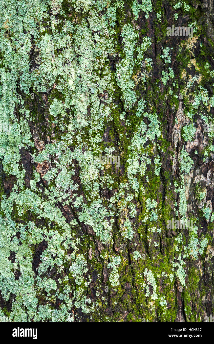 Lichen vert mousse vert et brun et gris sur l'écorce des arbres Banque D'Images