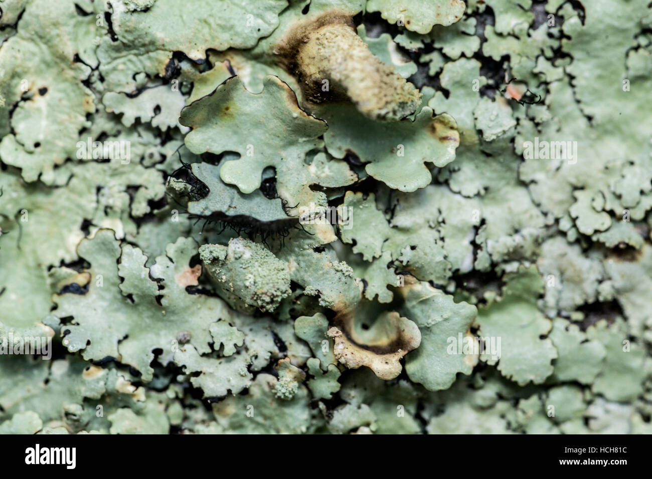 Fort agrandissement close up de lichen sur un tronc d'arbre Banque D'Images