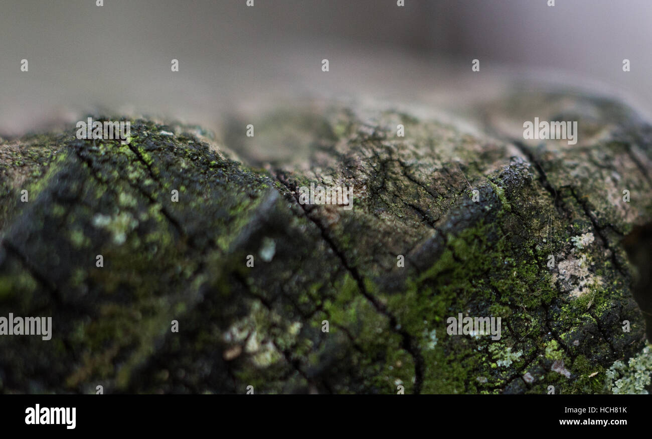 Fin de poutre de bois météo avec mousse et lichen, montrant beaucoup de fissures Banque D'Images