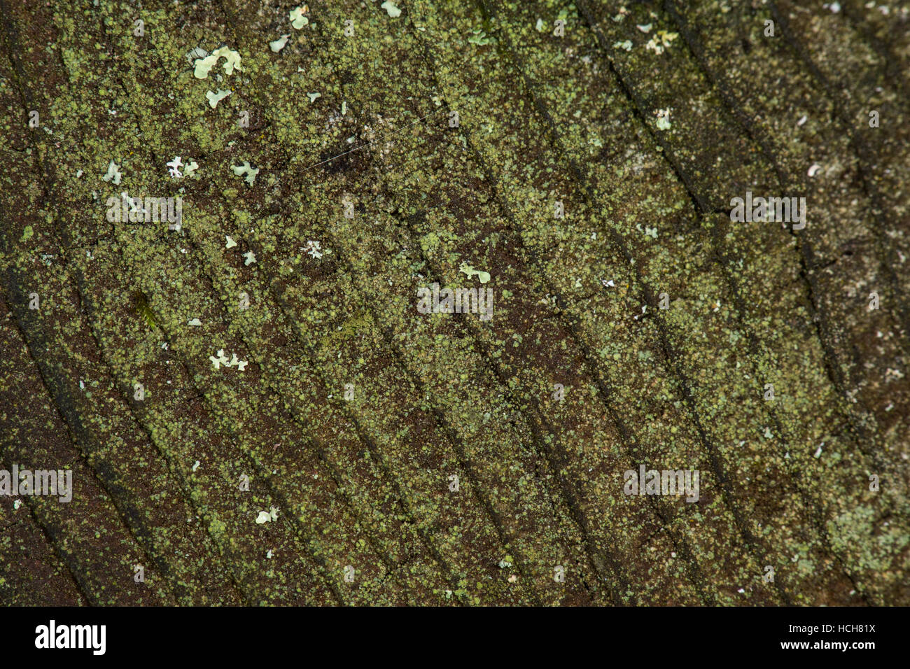 De grain du bois sur un faisceau altéré montrant beaucoup de vert mousse et lichen sur la surface brun Banque D'Images