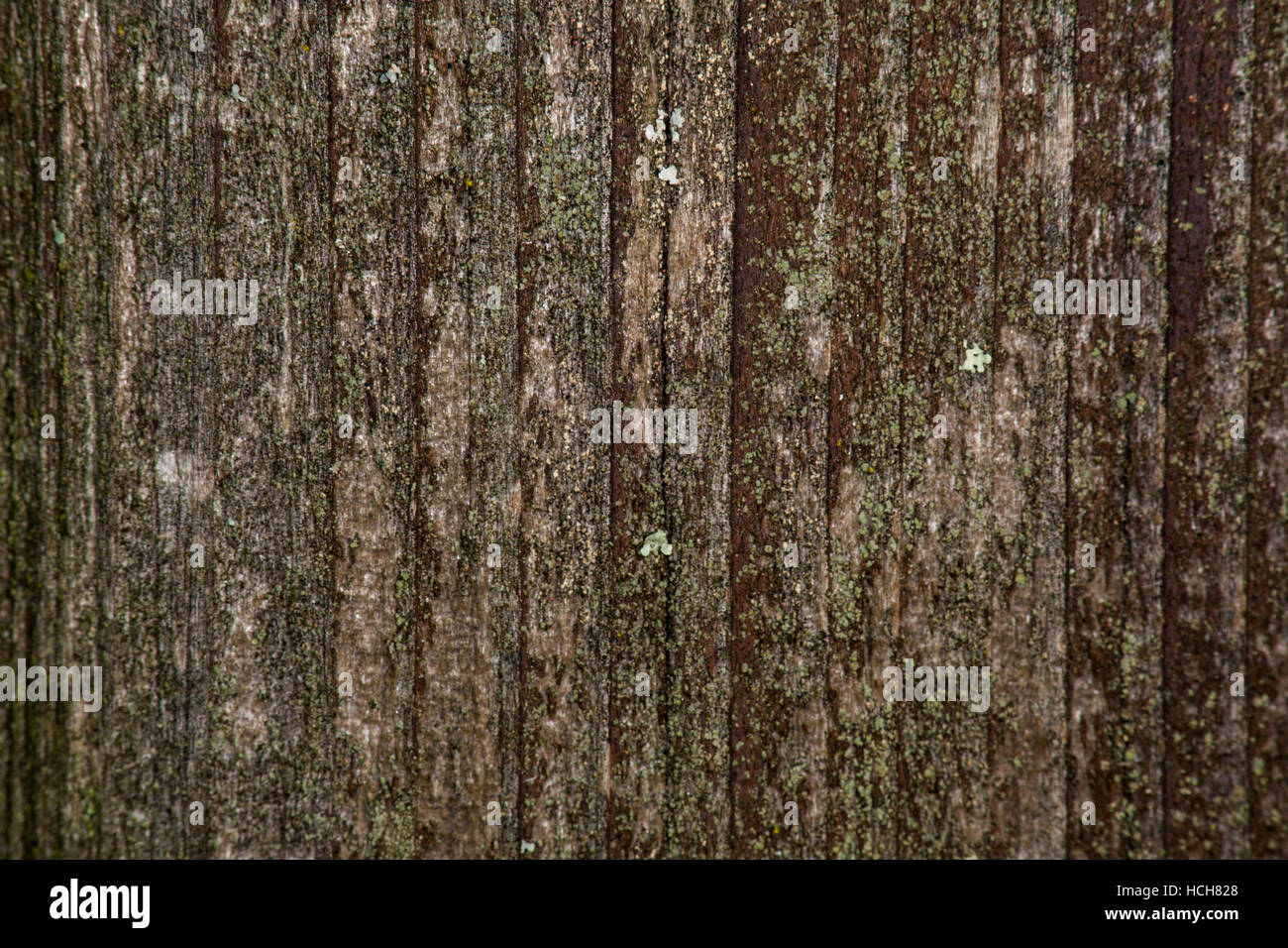 De grain du bois sur un faisceau altéré montrant sur le lichen surface marron Banque D'Images