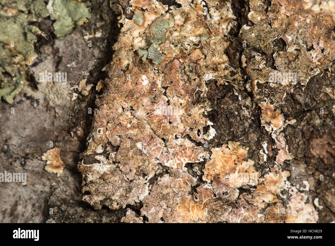 Close up of brown et lichen orange sur un tronc d'arbre Banque D'Images