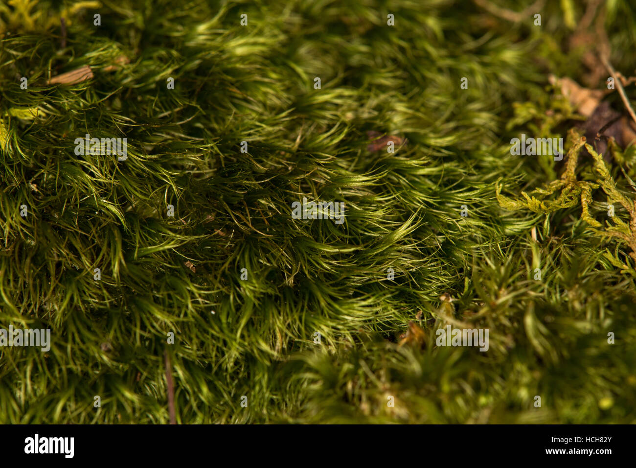 Close up de mousse verte sur le terrain Banque D'Images