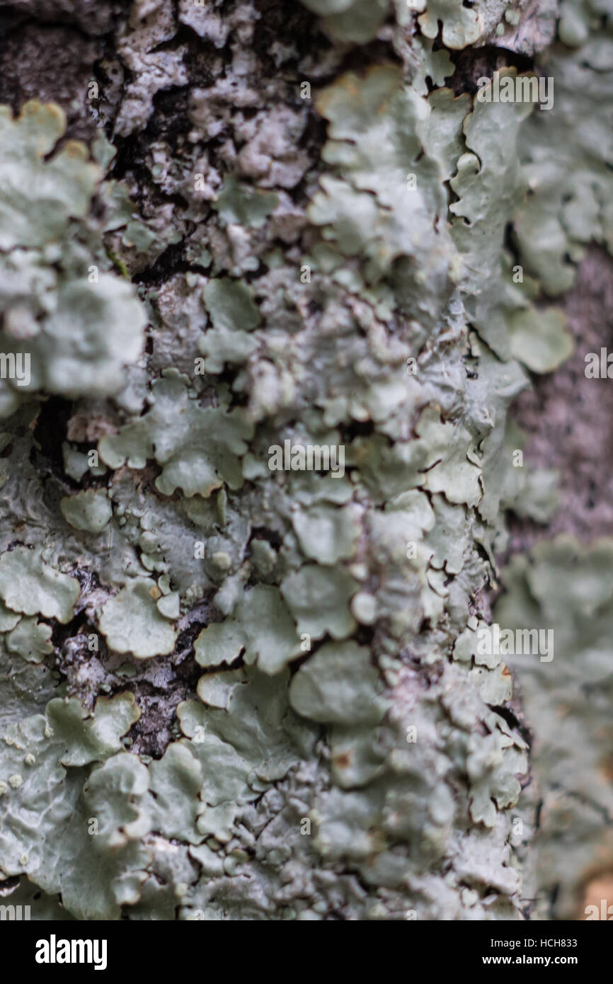 Close up de lichens sur le tronc d'un arbre Banque D'Images