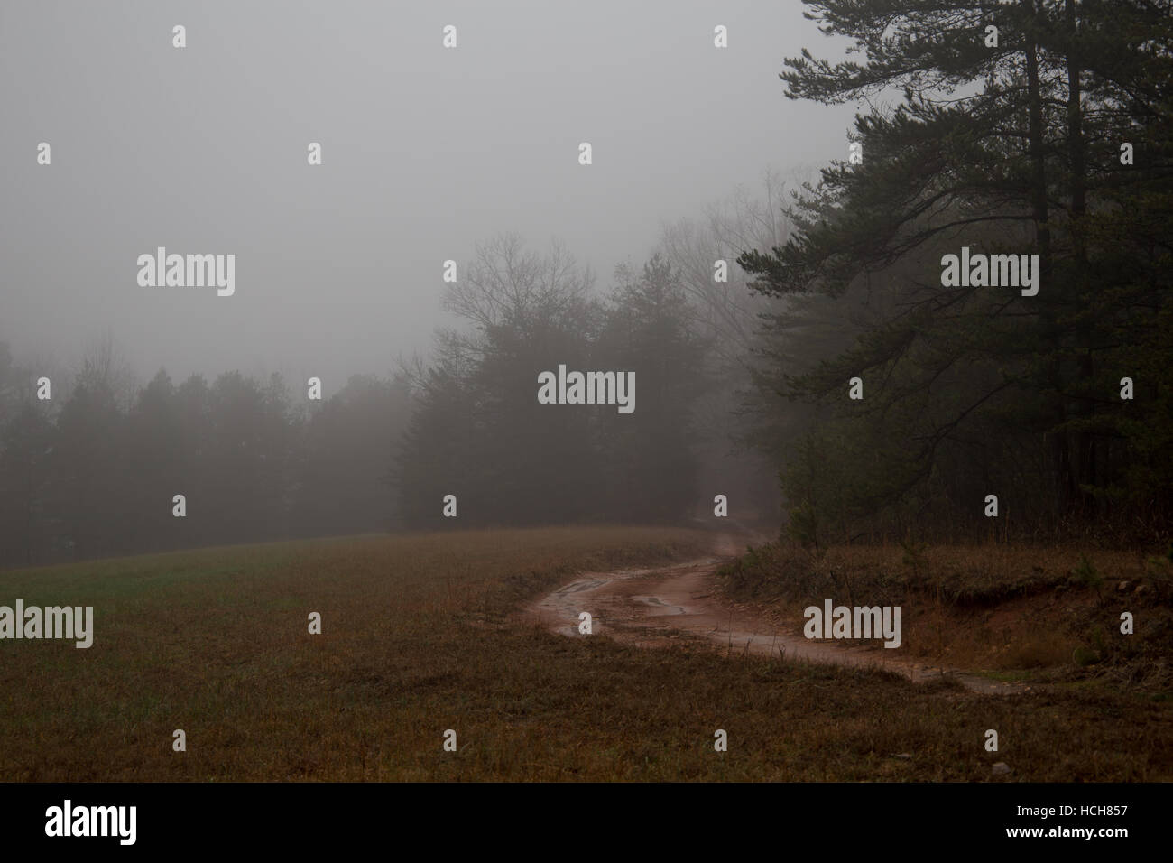 Chemin de terre boueux menant à la forêt dans la brume Banque D'Images