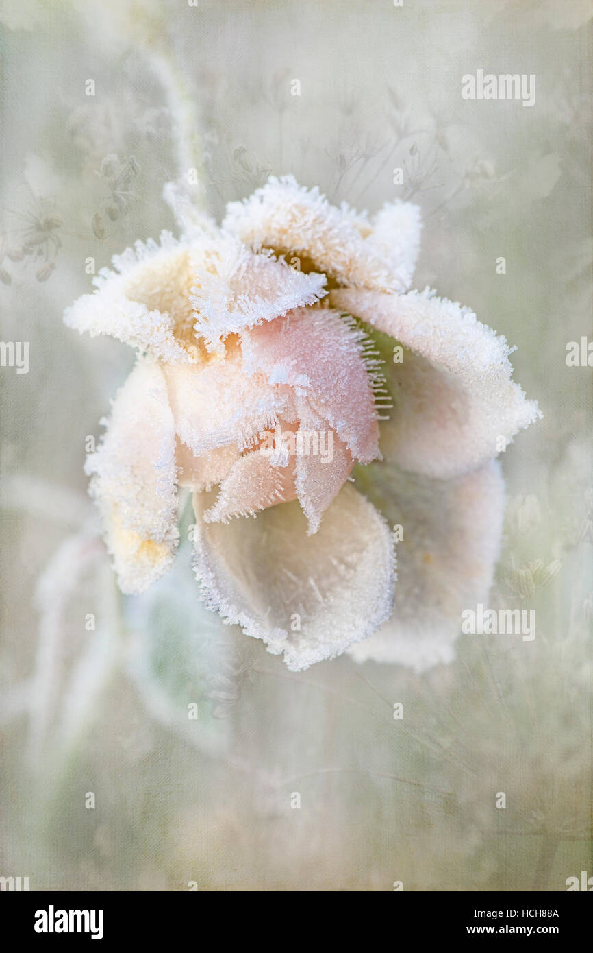 Fleur Rose Pale Rose Givre Photo Stock Alamy