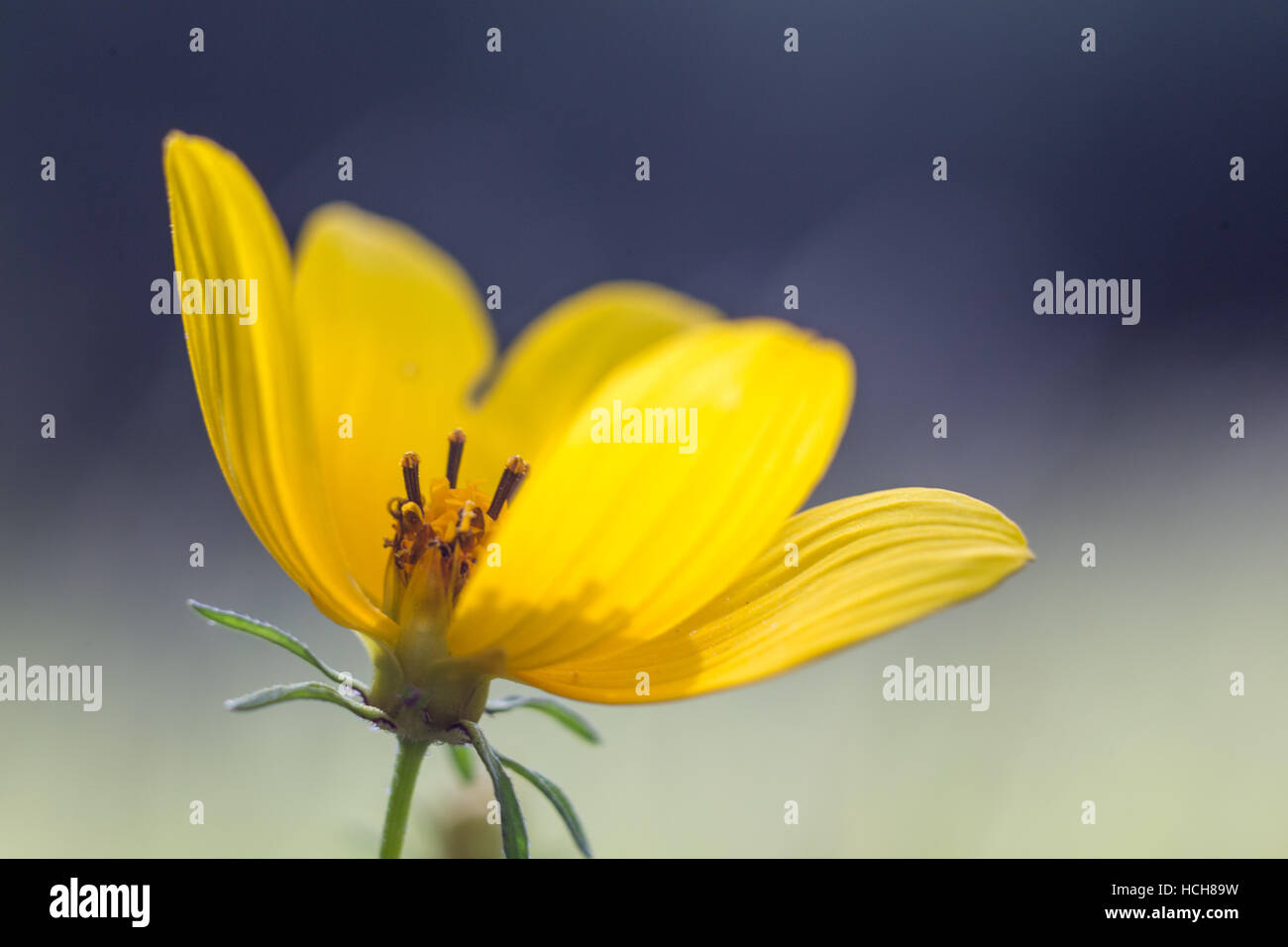 Petite fleur jaune avec des pétales texturé avec un écart montrant le centre de la fleur avec un fond gris et bleu Banque D'Images