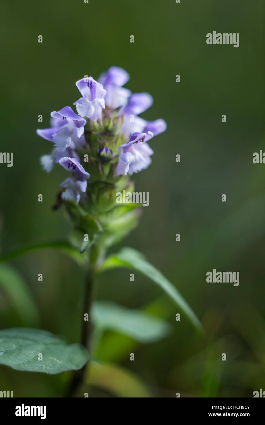 Herb s'auto-guérir en fleurs violet et blanc avec des fleurs sur une tige verte avec des feuilles vertes et un fond vert Banque D'Images